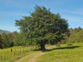 Fagus sylvatica